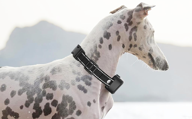 A Dog Wearing a Sivomens Ultrasonic Bark Collar