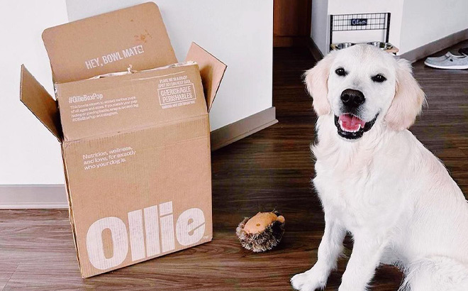 Dog Next to Ollie Box